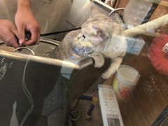 -PETKIT小佩宠物(古北店)