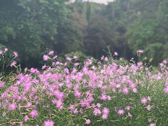 -广西壮族自治区药用植物园
