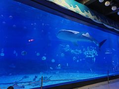 -烟台海昌鲸鲨海洋公园