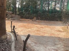 -上海野生动物园老虎餐厅