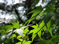 -吴淞炮台湾湿地森林公园烧烤区