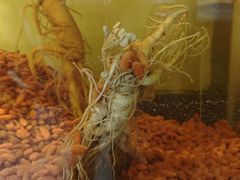 -喜来酌海鲜·饺子(和平一店)