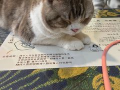 -平行世界·猫咖(首经贸店)
