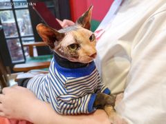 -猫色咖啡·猫咖