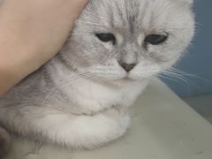 -喵的天空名猫咖啡馆·撸猫·猫舍·用品