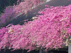 -深圳仙湖植物园
