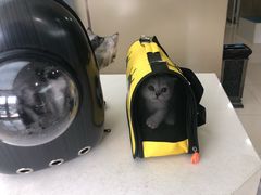 -安安宠医·臻爱宠物医院(簇锦北路分院)