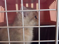 -贝康宠物医院·犬猫全科·小动物特色诊疗中心(东环路店)