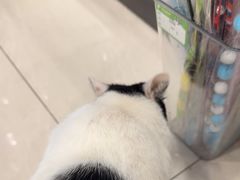 -悦宠凯宝动物医院·牙科·皮肤科(朝阳北路店)
