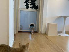 -有喵·猫咖·狗咖·30几只猫10只小狗(岗厦店)