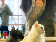 -猫猫幼稚园·撸猫·桌游·电玩