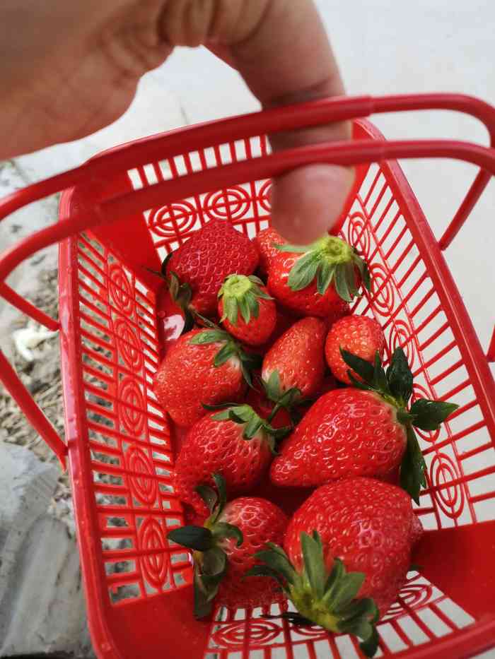 宝山凤冠奶油草莓基地-"周末休息,带小孩到这家草莓基地拔草.这.