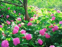 -上海滨江森林公园