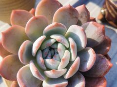 -小八仙·宴(三峡茶庄店)