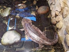 -印象鲵宴·张家界地标美食名片(溪布街店)