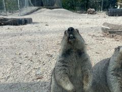 -哈尔滨北方森林动物园