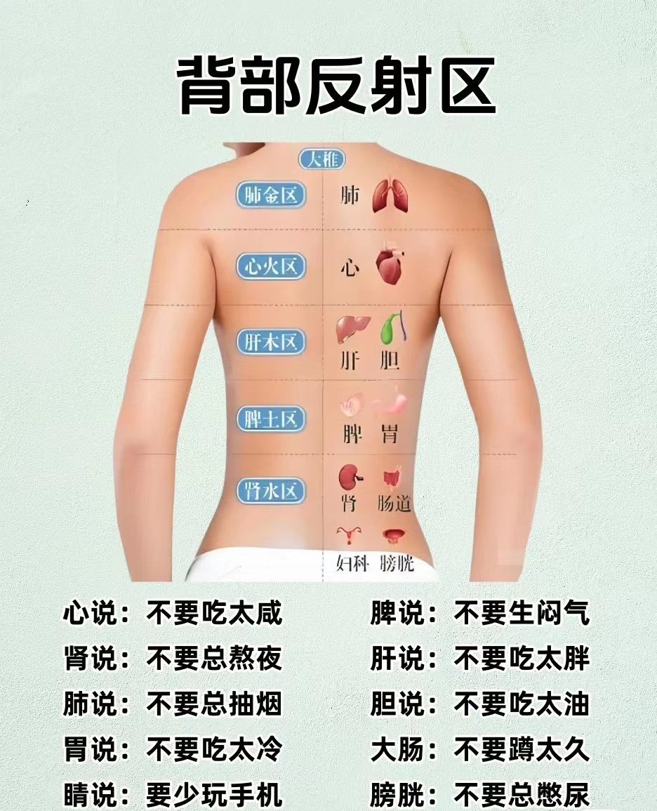 后背心肺反射区图片图片