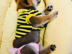-逗柴咖啡屋·狗咖猫咖宠物桌游