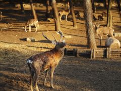 -沈阳森林动物园