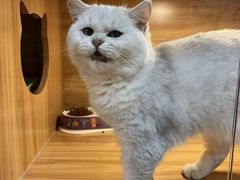 -猫十亿·布偶金渐层·曼基康矮脚猫舍(青年路店)