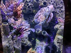 -太平洋海底世界