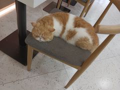 -喵园·猫主题咖啡厅·撸猫·猫咖(国贸店)