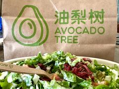 -油梨树AVOCADO TREE(望京店)