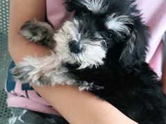 -安安宠医·安宠宠物医院