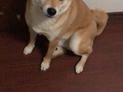 -宠福鑫康馨动物医院·骨科·眼科