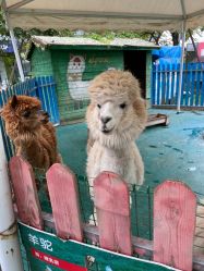 -萌宠亲子动物乐园(槐房万达店)