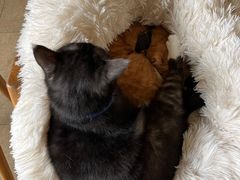 -猫咖时代(中山亭店)