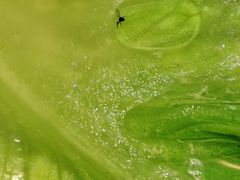-润泽园椰子鸡(汇一城店)