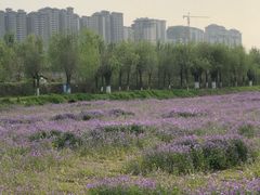 -汉长安城未央宫国家考古遗址公园