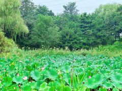 -翠湖国家城市湿地公园
