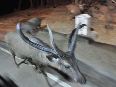 -清迈夜间动物园