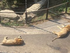 -大连森林动物园