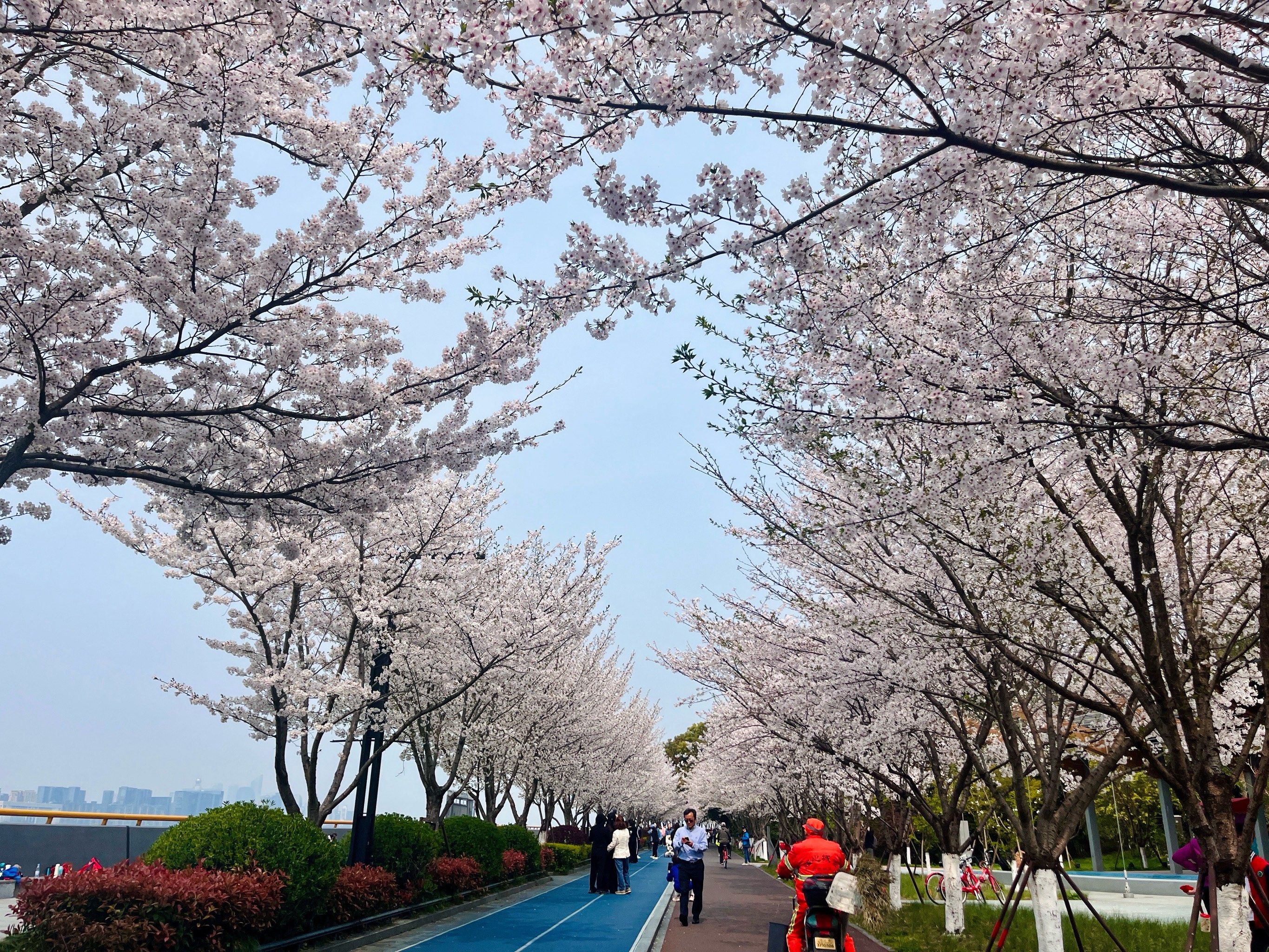 最美的滨江樱花跑道这不就来了吗