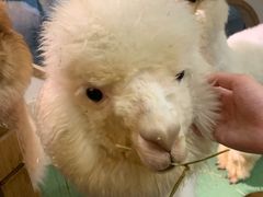 -藦茜花园宠物主题亲子互动体验馆(国顺东路店)