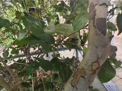 -广州长隆飞鸟乐园