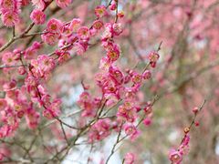 -洋湖国家湿地公园