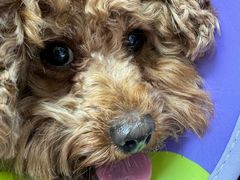 -宠物星动物医院·眼科·异宠·猫科(江南大道总院)