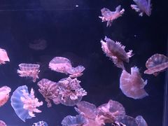 -国色天乡三期陆地乐园