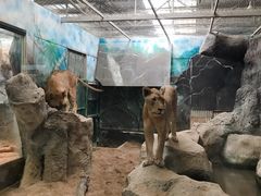 -清迈夜间动物园