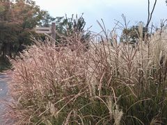 -上海滨江森林公园