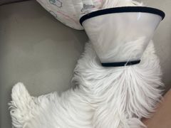 -瑞派康怡24h宠物医院·犬猫医疗中心·微创绝育(瑞景分院)