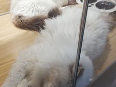-屋虎猫馆(宝安大仟里店)