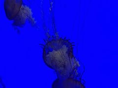 -上海海洋水族馆