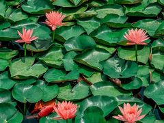 -白鹭湾湿地公园