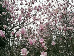 -重庆彩云湖湿地公园