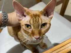 -藏猫猫咖啡主题馆(中央大道店)